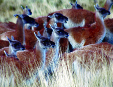 Chile-Patagonia / Torres del Paine-Torres del Paine - Glacier Ride